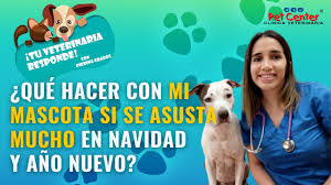En el perú se celebra cada 8 de julio, el día del médico veterinario, en el cual se hace un reconocimiento a la gran labor de estos profesionales de la salud, que garantizan la existencia,. Dia Del Veterinario Cinco Consejos Utiles Para El Cuidado De Nuestra Mascota Pierina Grados Tu Veterinaria Responde Perros Gatos Vida Peru21