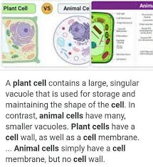 The nucleus, which houses dna, is contained within a membrane and separated from other cellular structures. What Is Differente Between Plant Cell And Animalcell Brainly In