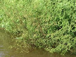 Image result for Aeschynomene sensitiva