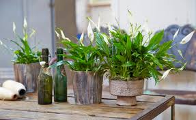 Find over 11 of the best free spathiphyllum images. Planting And Caring For Peace Lilies Spathiphyllum Mygarden Com