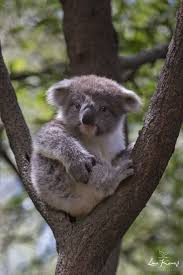 Noosa National Park For Photography Lovers Cute Baby Animals Australia Animals Baby Animals