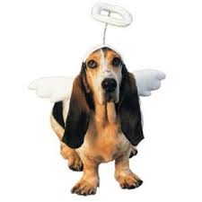 Lil Angel Pet Costume Pet Costumes Pet Halloween Costumes Dog Halloween Costumes