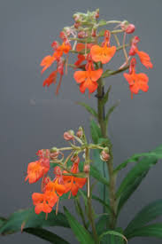 Image result for Habenaria arenaria