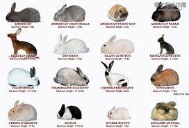 Having a mandolin shaped body; Pin By Christy Hulsey On Rabbit Breeds Rabbit Breeds Breeds Animals