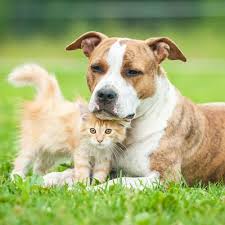 Maybe you would like to learn more about one of these? Vip Petcare Wellness Center Veterinarians 849 W Alexis Rd Toledo Oh Phone Number