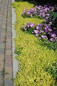 Image result for Lysimachia djalonis