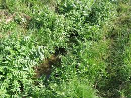 Image result for Afrosciadium