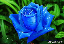 ورود زرقاء جميلة ازرق غاية الروعة 13637394272 Jpg Rose Islamic Pictures One Tree Hill