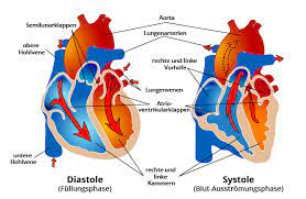 Das Gesunde Herz Herzfrequenz Und Lebensstil Cardiosecur