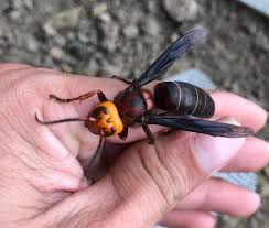 Một con ong có giá lên tới 500.000 đồng, thợ săn ong rừng tiết lộ lý do