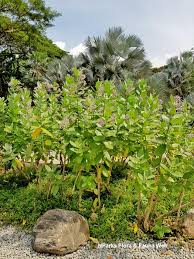 Image result for Calotropis gigantea