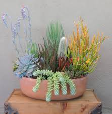 Maybe you would like to learn more about one of these? Succulent Arrangement Sticks On Fire Or Euphorbia Tirucalli Urban Succulents