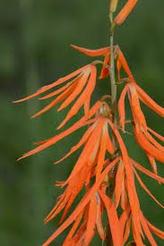 Image result for Orthochilus walleri