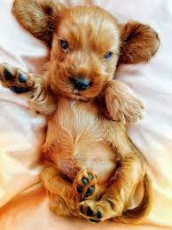 October Is Pet Wellness Month 10 Tips For Dog Wellness Dogtime Cute Dogs And Puppies Cute Animal Photos Dog Wellness