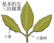 クレマチスとは ヤサシイエンゲイ