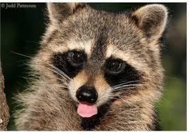 Check spelling or type a new query. Raccoon Tests Positive For Rabies In Hopewell Twp Mercerme