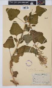 Image result for Cyathula orthacantha