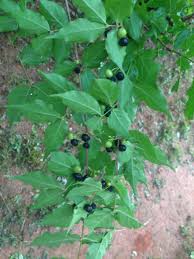 Image result for Rytigynia sp. C