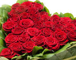 These can also be used in potpourri to make rooms smell . Rose Wallpapers Download Wallpaper Cave