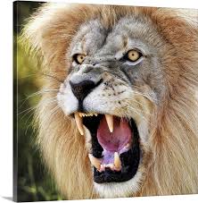 Angry Lion In 2020 Lion Wall Art Lion Photography Lions