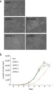 What is vero cell and how does it work? Poliovirus Nonsusceptible Vero Cell Line For The World Health Organization Global Action Plan Scientific Reports