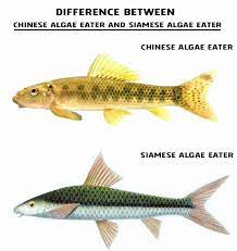 Chinese Algae Eater Detailed Guide Care Diet And Breeding Shrimp And Snail Breeder