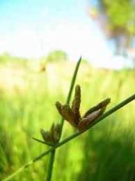 Image result for Cyperus laevigatus