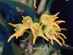 Image result for Bulbophyllum oreonastes