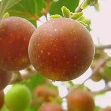 Image result for Dovyalis sp. A