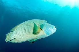 Image result for Napoleonaea gossweileri