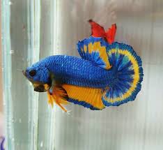 30+ vectors, stock photos & psd files. Plakat Fancy Blue Betta Ikan Cupang Binatang Ikan