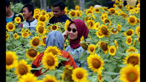 Bunga matahari adalah bunga cantik berwarna kuning cerah yang tinggi batangnya dapat. Kebun Bunga Matahari Taman Dewari Lokasi Hits Di Magelang Untuk Foto Foto Youtube