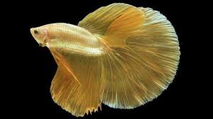 Cara merawat ikan cupang halfmoon. 5 Jenis Ikan Cupang Yang Banyak Dicari Harganya Bikin Melongo Halaman All Tribun Timur