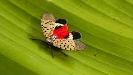 Insect Pinning Workshop