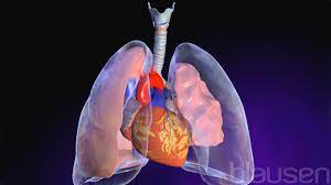 Pneumothorax Lungen Und Atemwegserkrankungen Msd Manual Ausgabe Fur Patienten