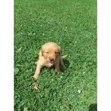 Highroller goldens index this one is in north west indiana. Golden Retriever Puppy Sk H Novocom Top