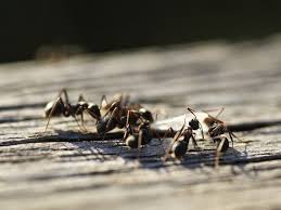 Al comprobar que hay hormigas invadiendo el hogar, lo más sin embargo, lo mejor es calmarse e intentar expulsarlas con otras formas, como una sencilla trampa que se puede fabricar en casa. Como Terminar Con Las Hormigas Remedio Contra Las Hormigas Consejos Trucos Y Remedios
