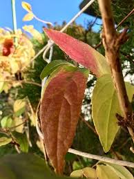 2019 1 写真から サクラウツギの葉が紅 2019年 花 のアルバム みんなの趣味の園芸 Id 811704