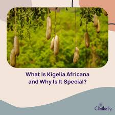Image result for Kigelia africana
