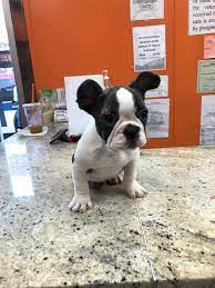 This store knows how important your pets are to you and offers services such as healthcare. Puppy City Brooklyn Home Facebook
