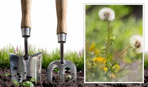 We did not find results for: Gardening Expert Shares Hack To Eliminate Garden Weeding Saves So Much Work Express Co Uk