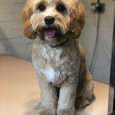 Check spelling or type a new query. Windle Woofs Dog Grooming Photos Gallery