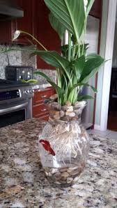 8 Betta Fish Flower Vase Vase Fish Tank Fish Plants Fish Tank Plants