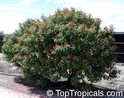 Image result for Jatropha campestris