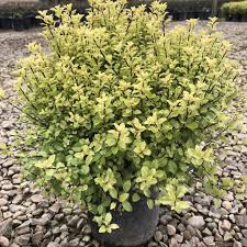 Image result for Pittosporum tenuifolium