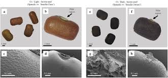 Image result for Teramnus uncinatus