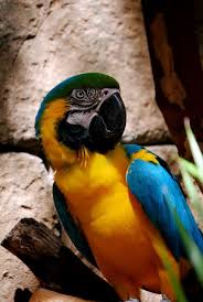 Fertile Bird Eggs For Sale Parrot Parrot Tropical Birds Macaw