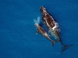 Biology For A Changing World 3rd Edition Amazon Saving Whales Could Be A High Impact Solution To Combating Climate Change Whale Great Whale Climates