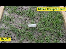 A soil test will reveal the soil's ph levels, phosphorus index, and potassium index. Centipede Grass Seed Time Lapse Growth From Day 1 To 51 Youtube