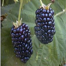 Blackberry fruits rate | blackberries on sale. Indian Fruits Indian Banana Service Provider From Noida